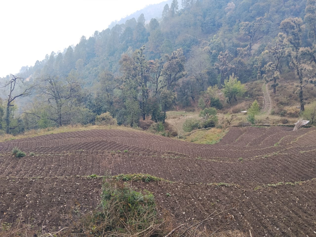 Vegetable Zone Dailekh