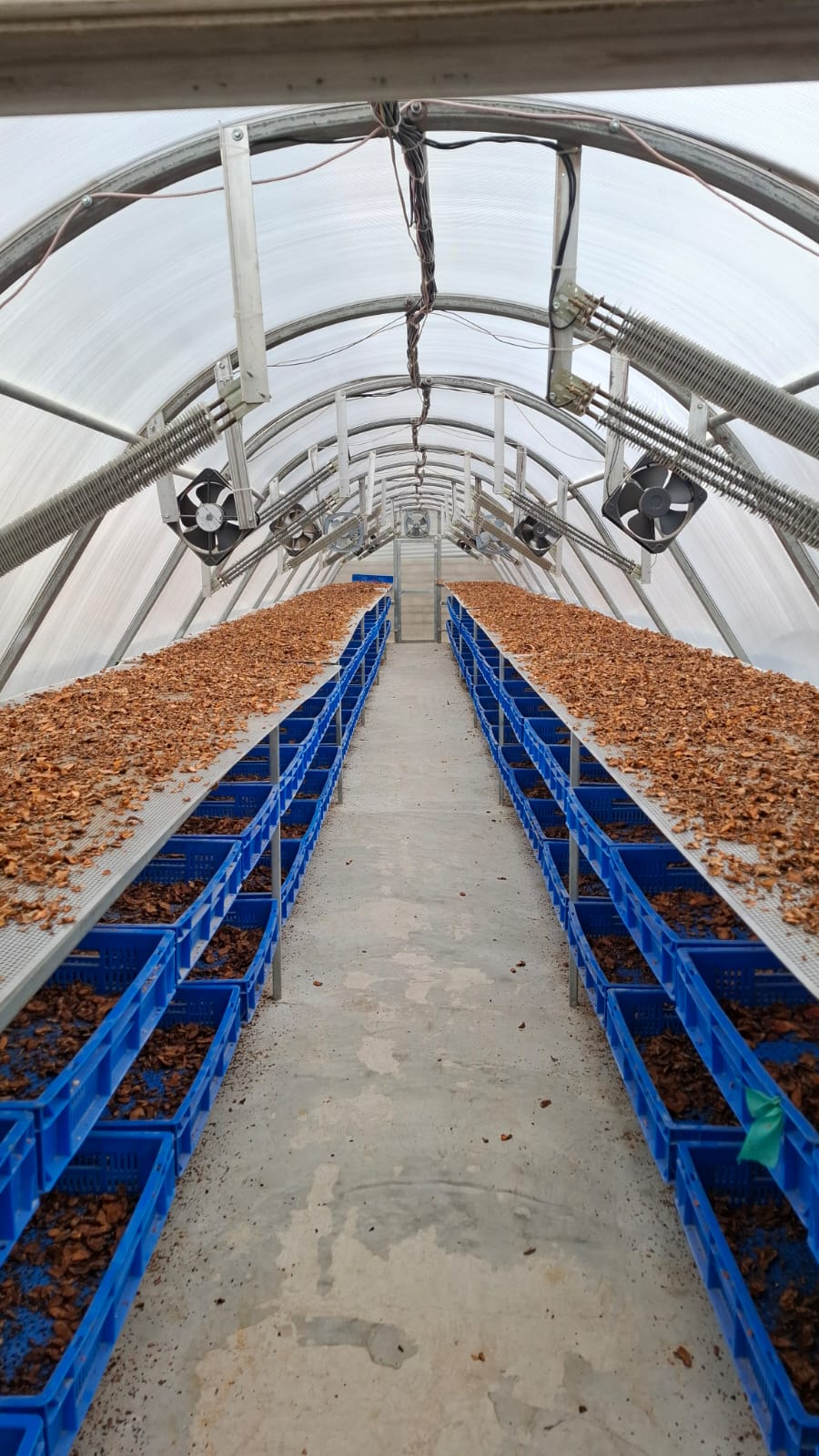 Ginger Turmeric Zone Surkhet