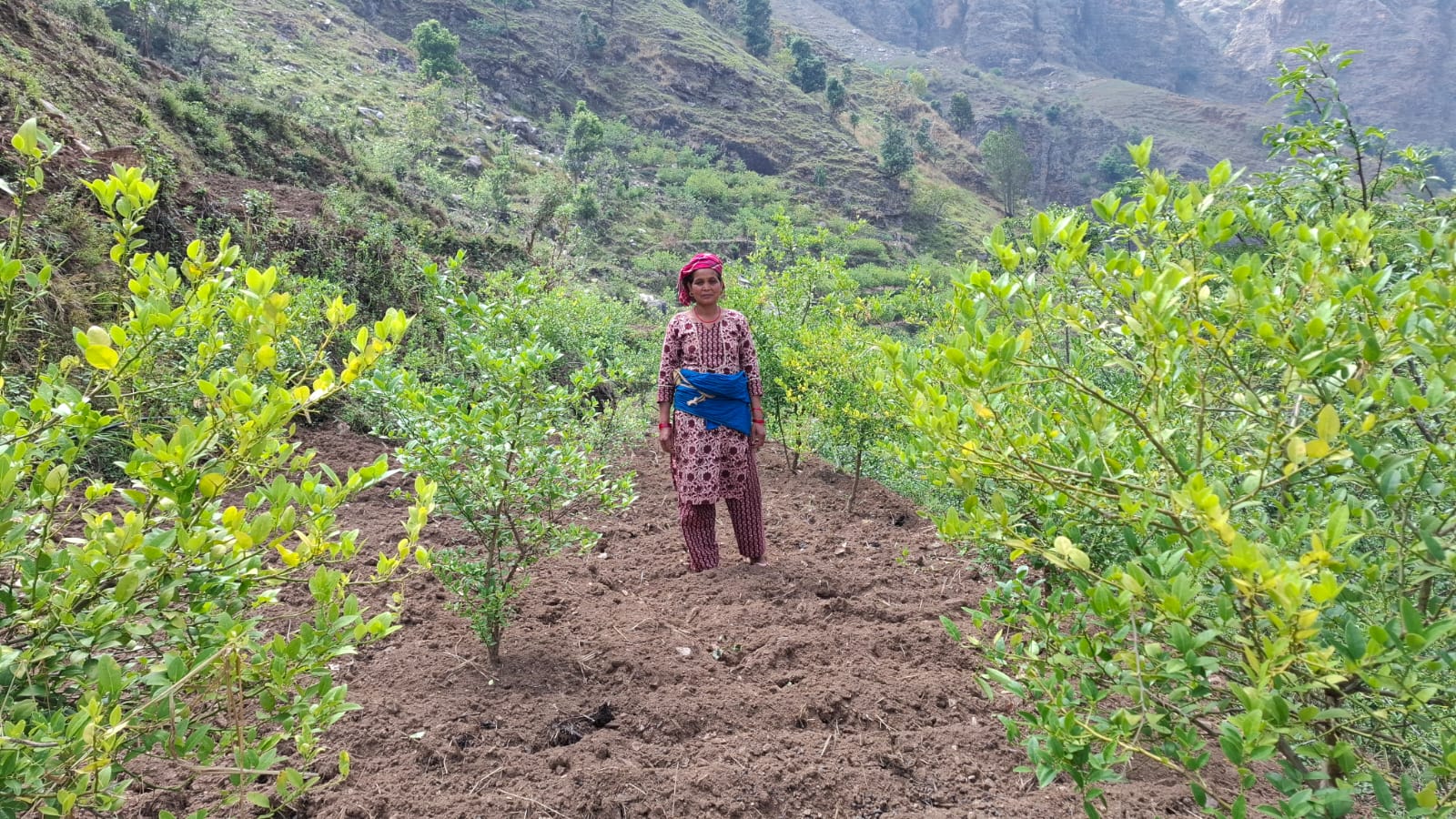 Ginger Turmeric Zone Surkhet