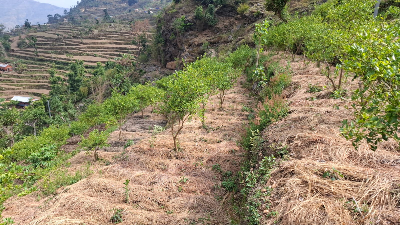 Ginger Turmeric Zone Surkhet