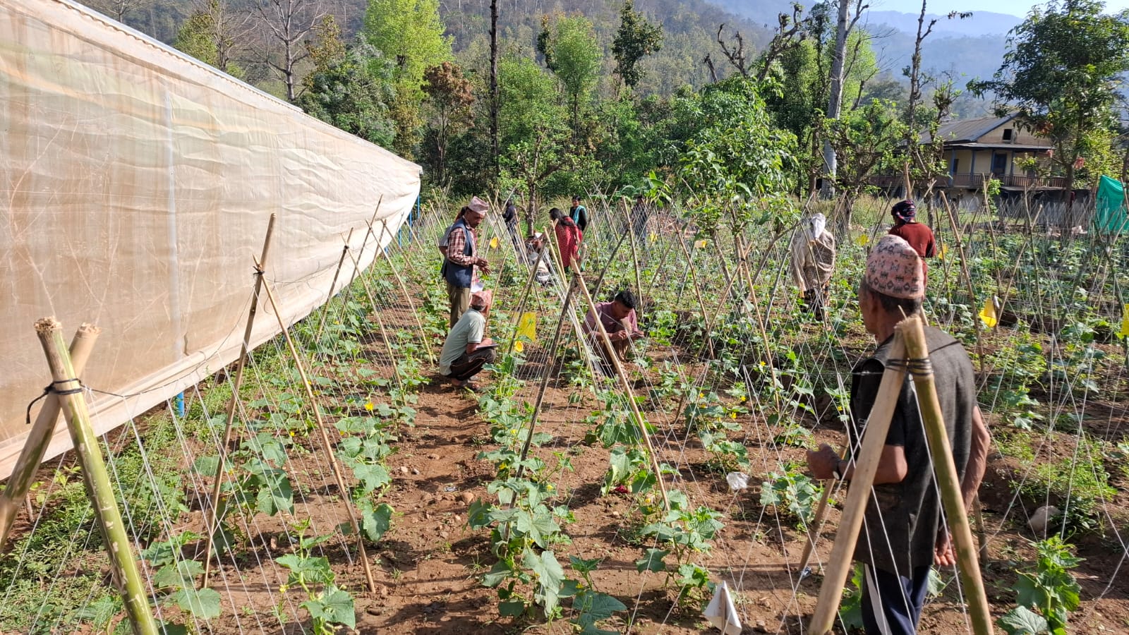 Farmer's Field School