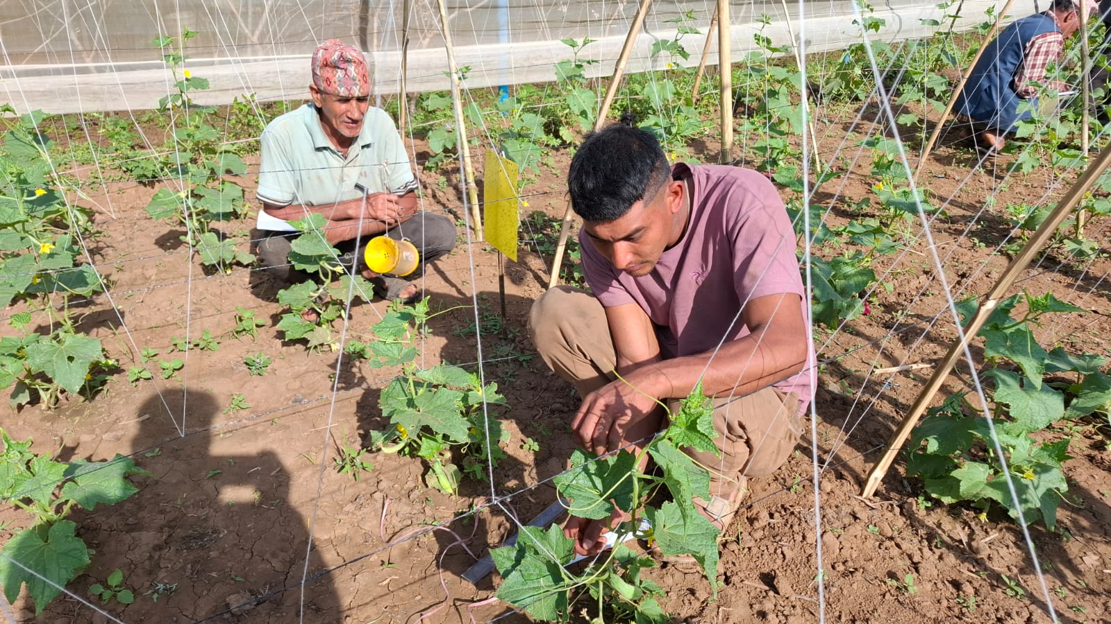 Farmer's Field School