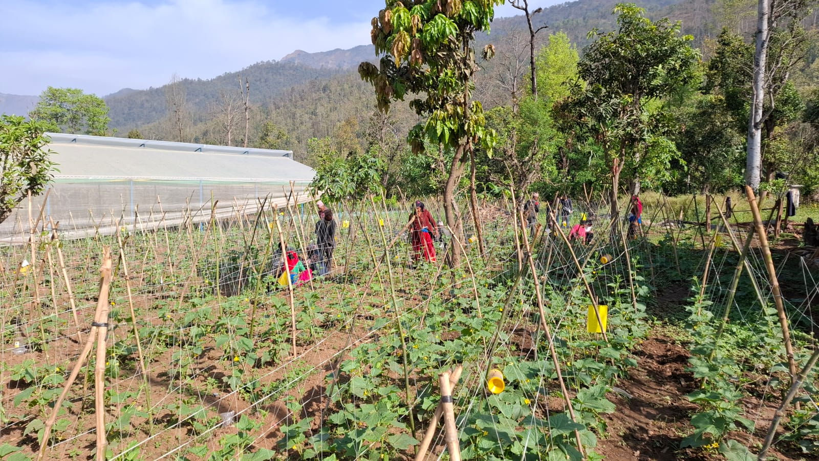 Farmer's
