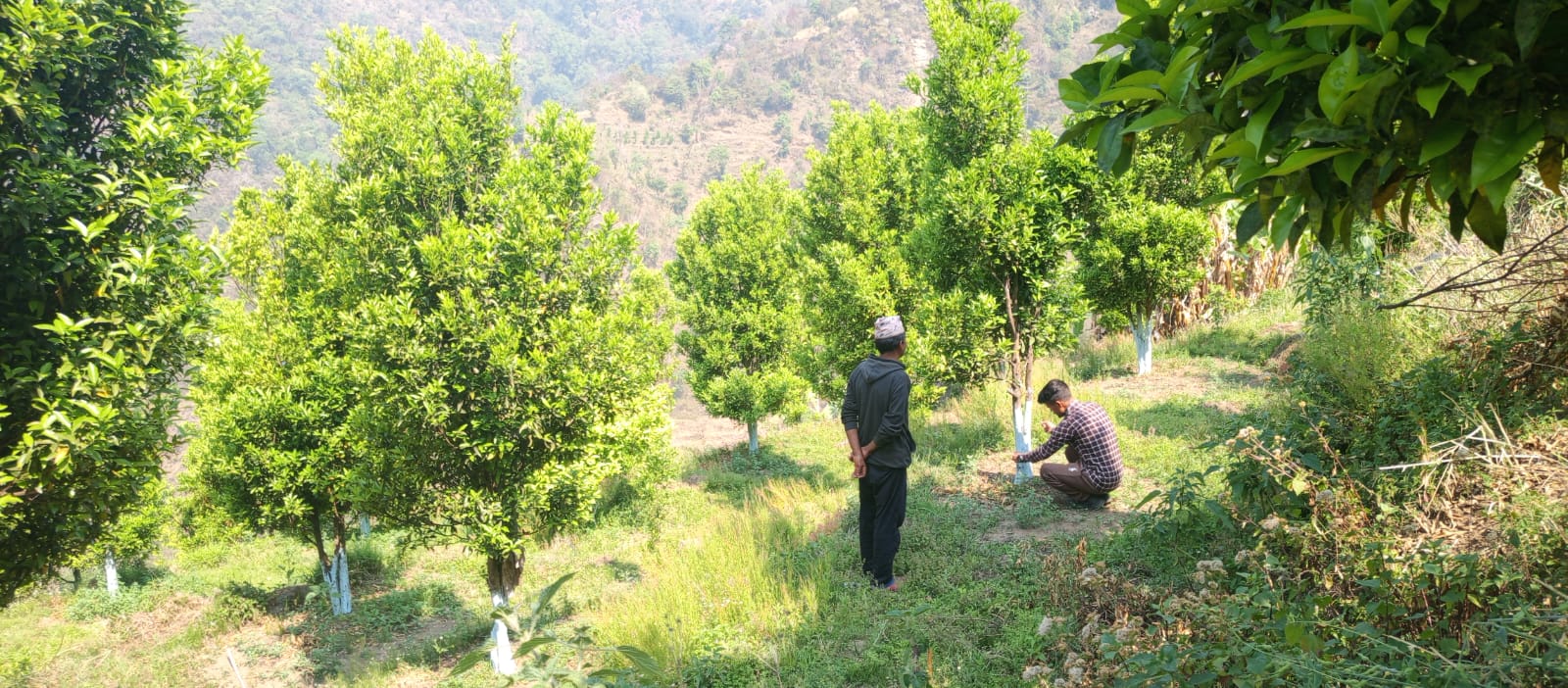 Citrus Zone Dailekh