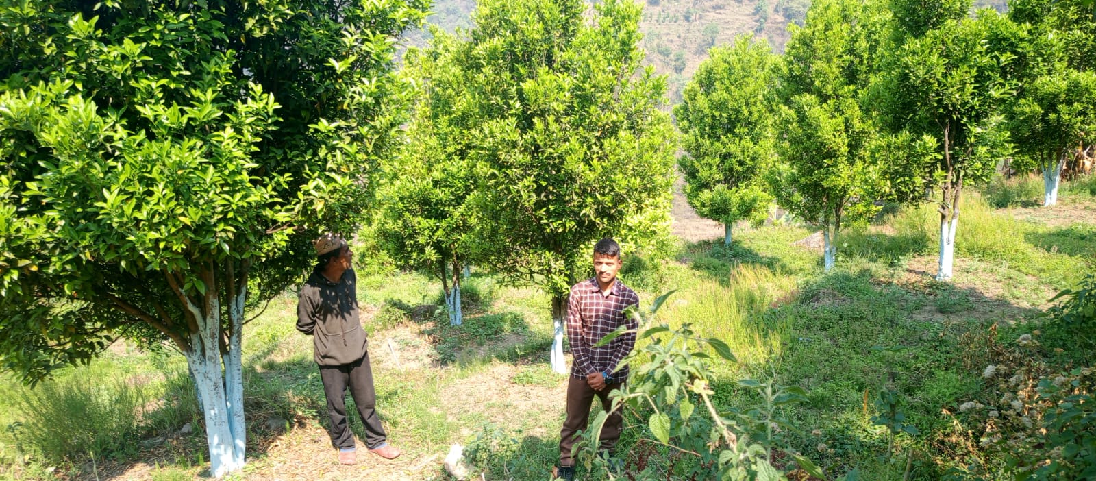 Citrus Zone Dailekh