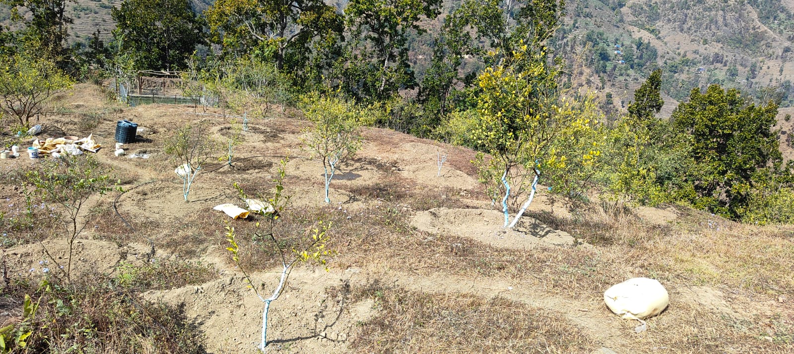 Citrus Zone Dailekh