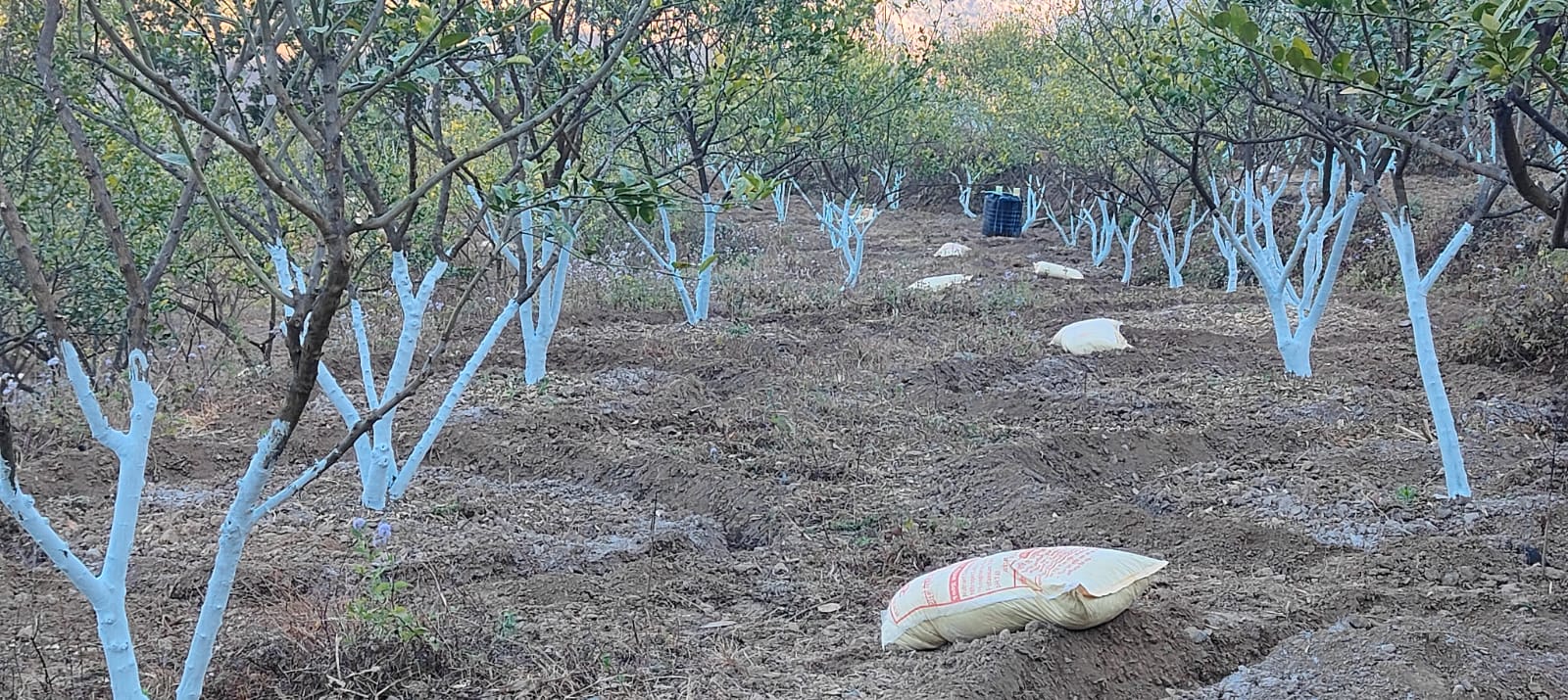 Citrus Zone Dailekh