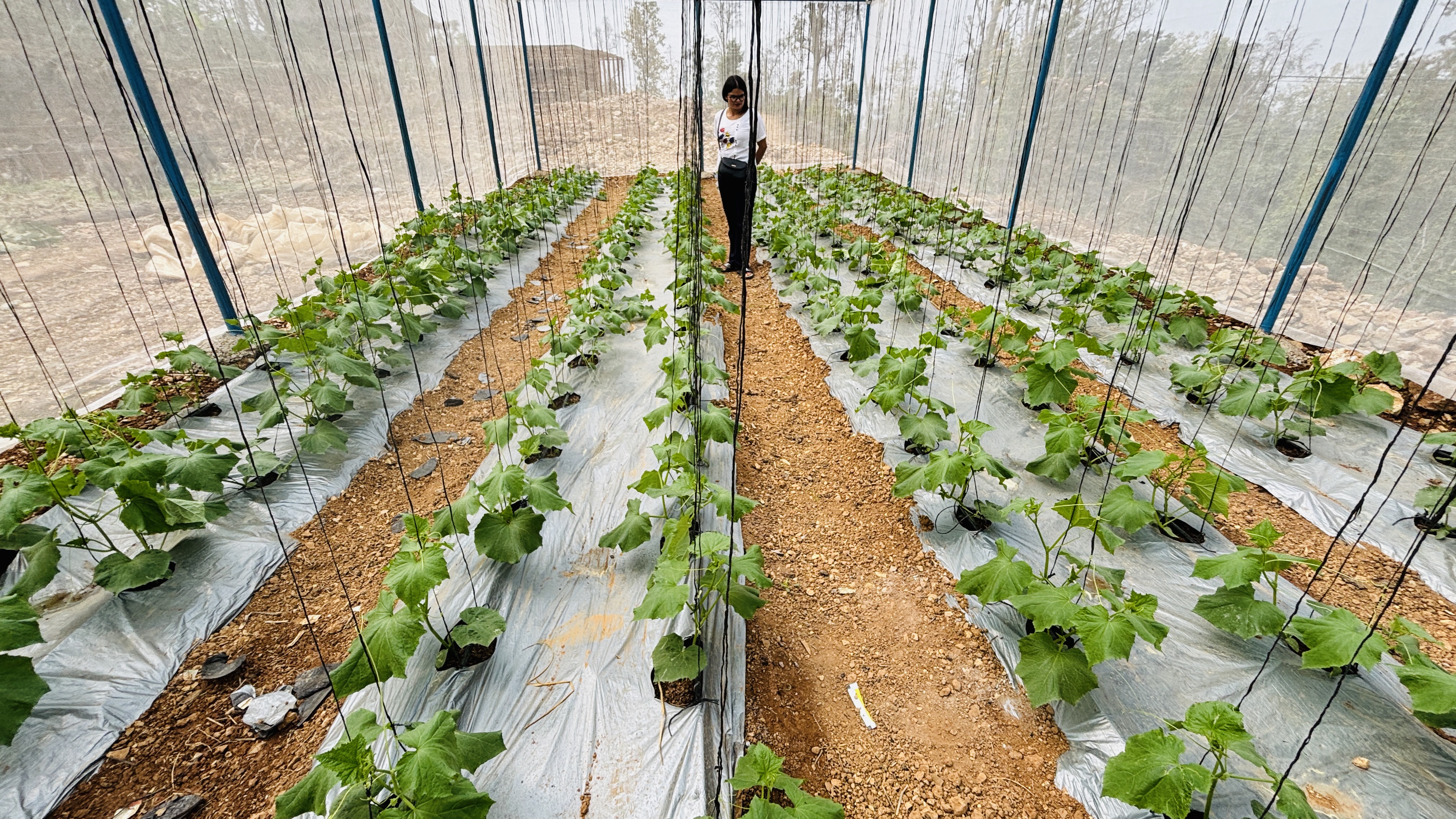 Vegetable Zone Surkhet