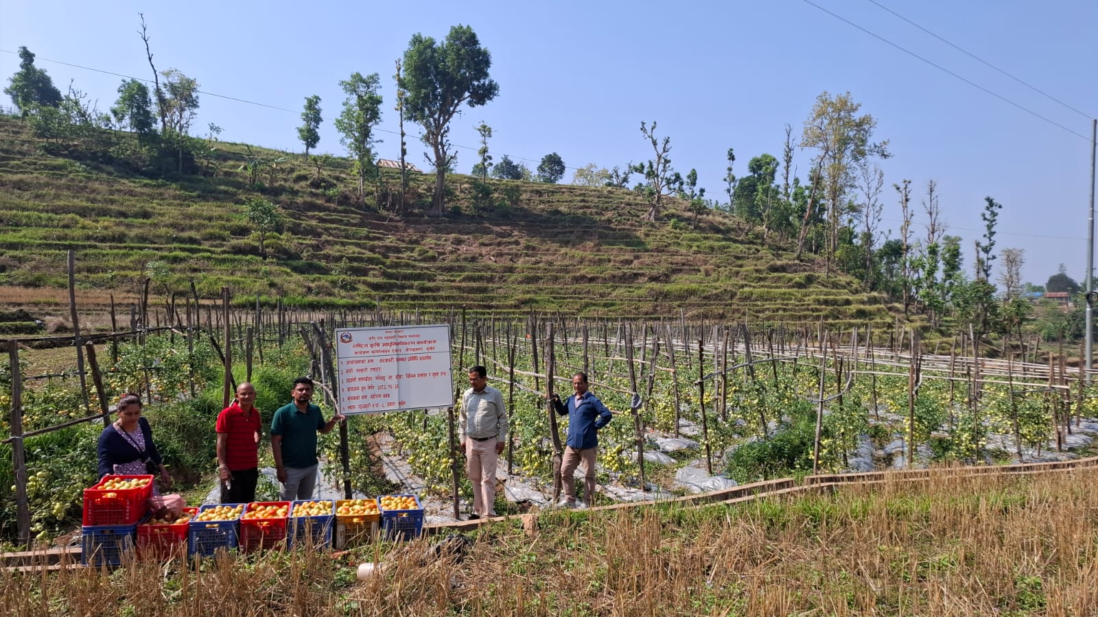Vegetable Zone Surkhet