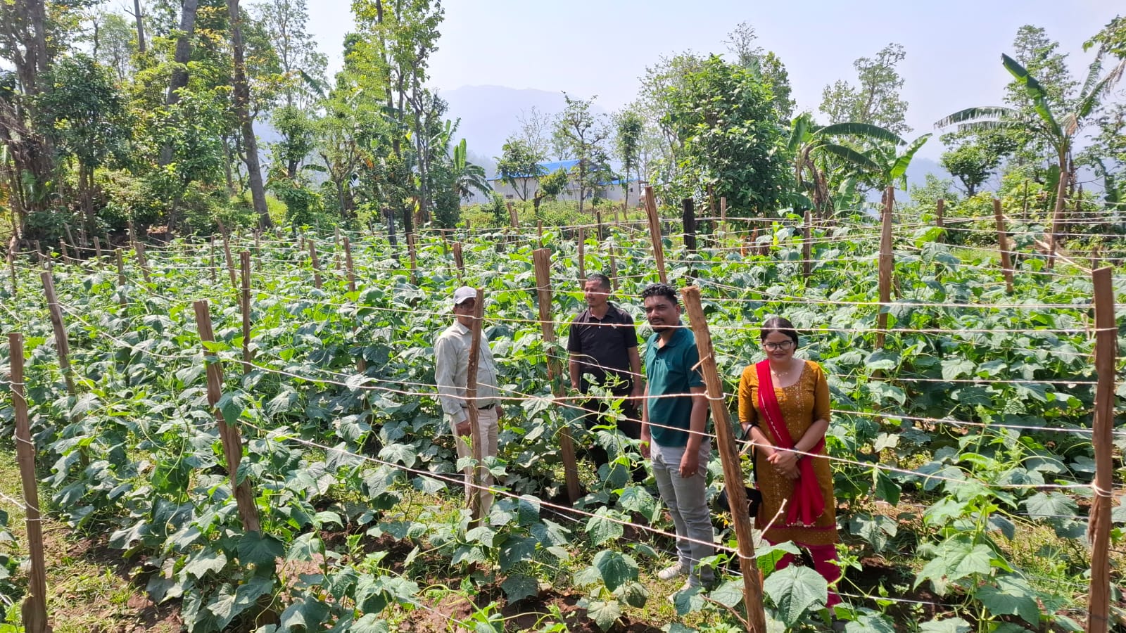 Vegetable Zone Surkhet