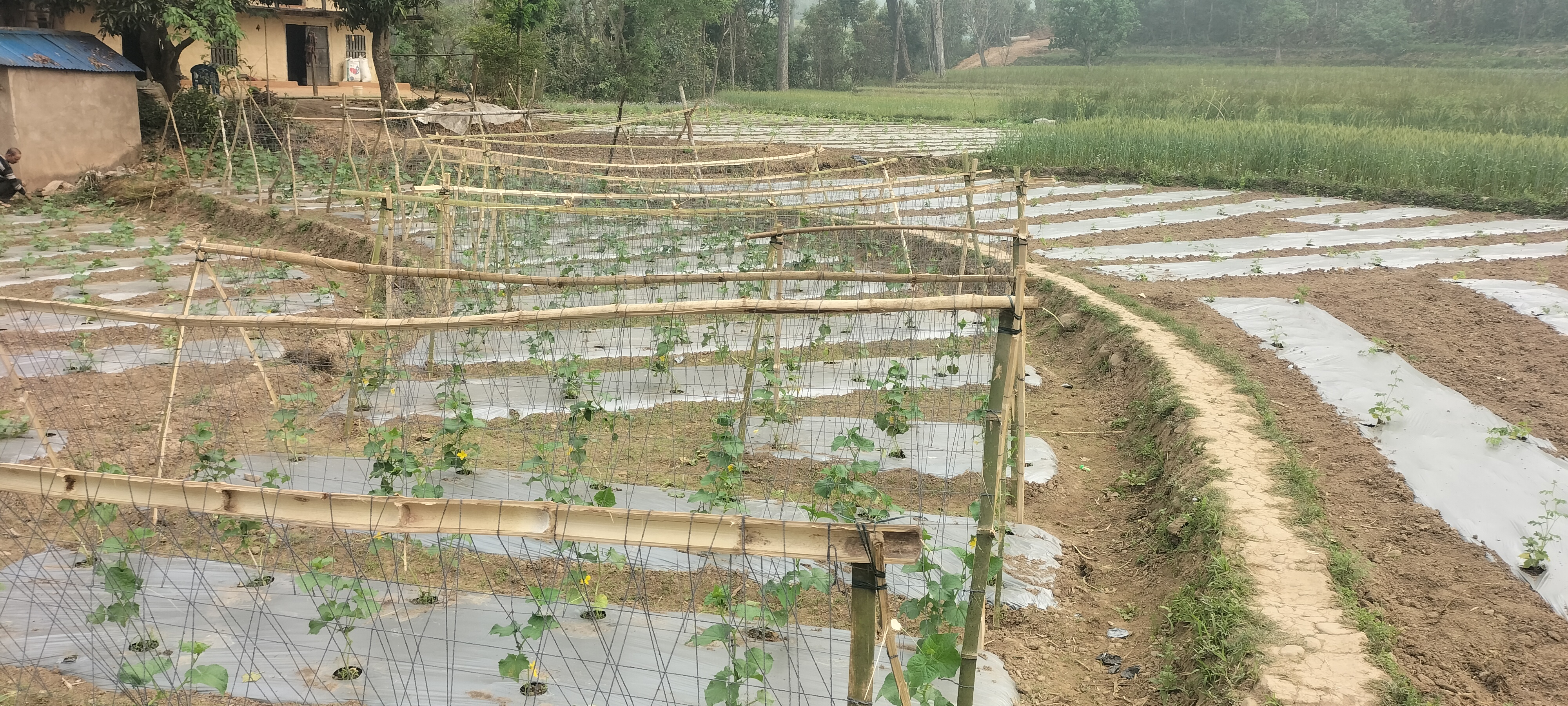 Vegetable Zone Surkhet