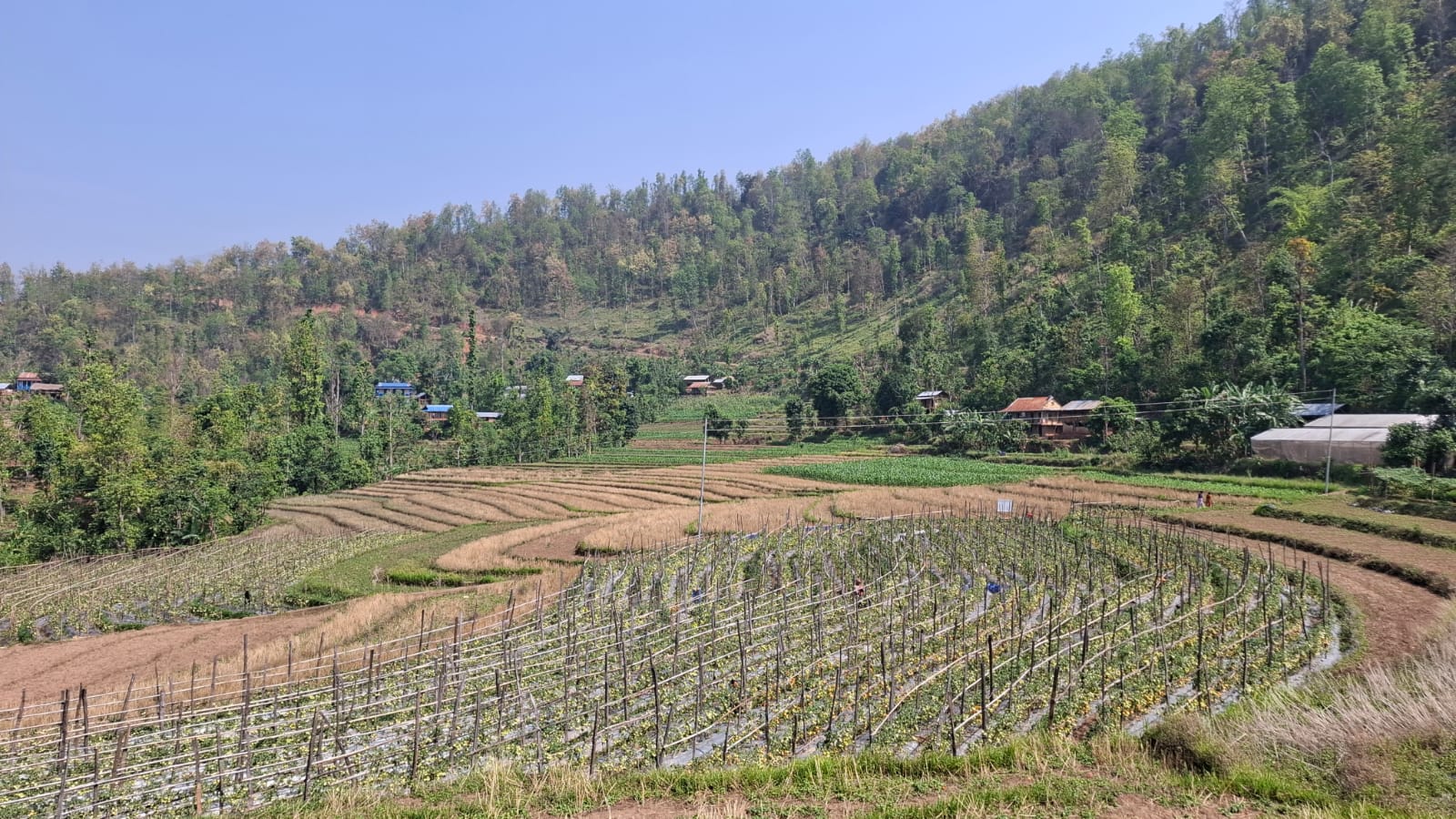 Vegetable Zone Surkhet