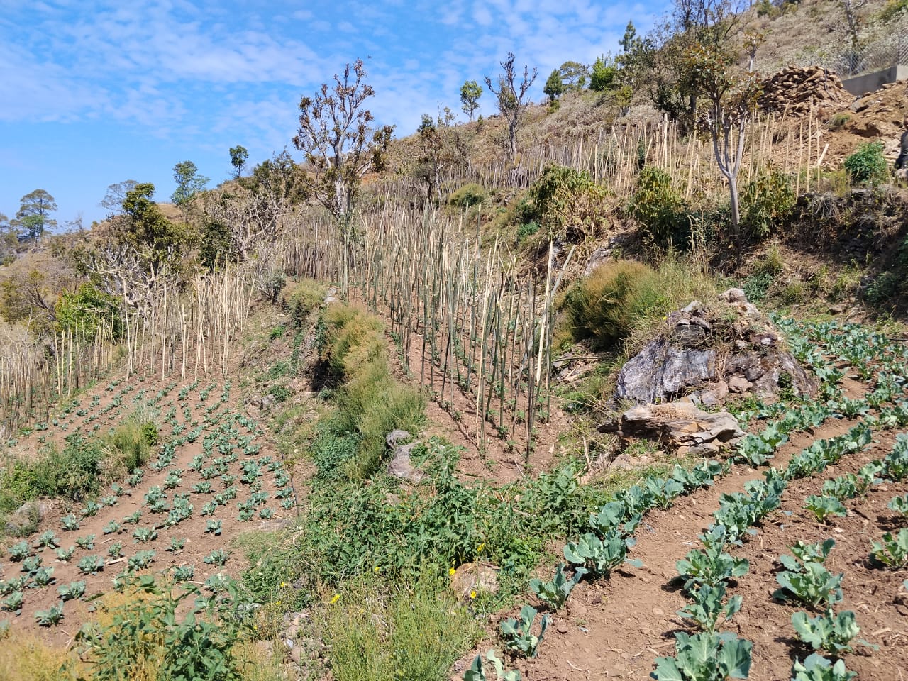 Vegetable Zone Dailekh