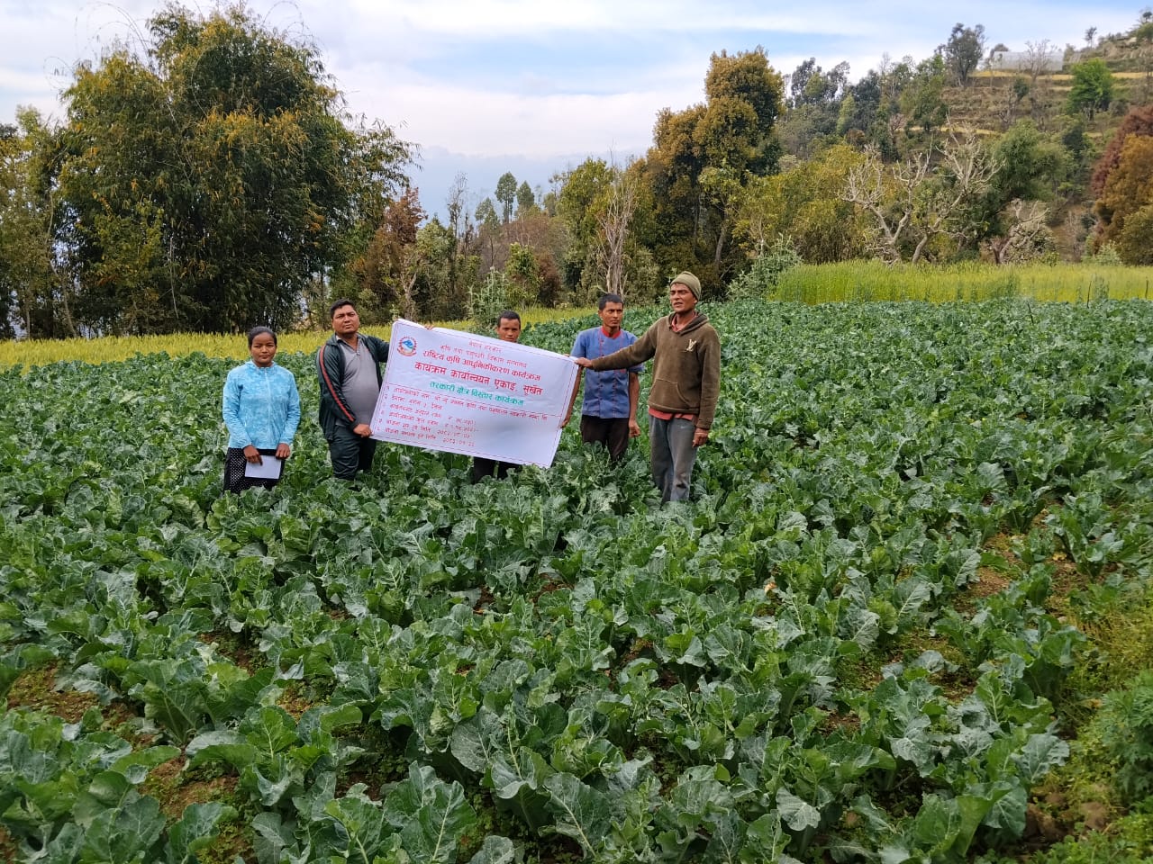 Vegetable Zone Dailekh