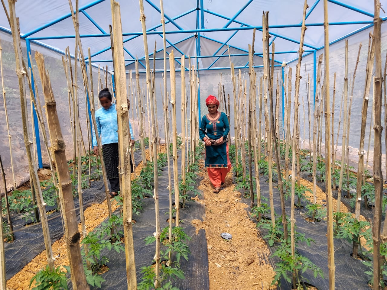 Vegetable Zone Dailekh