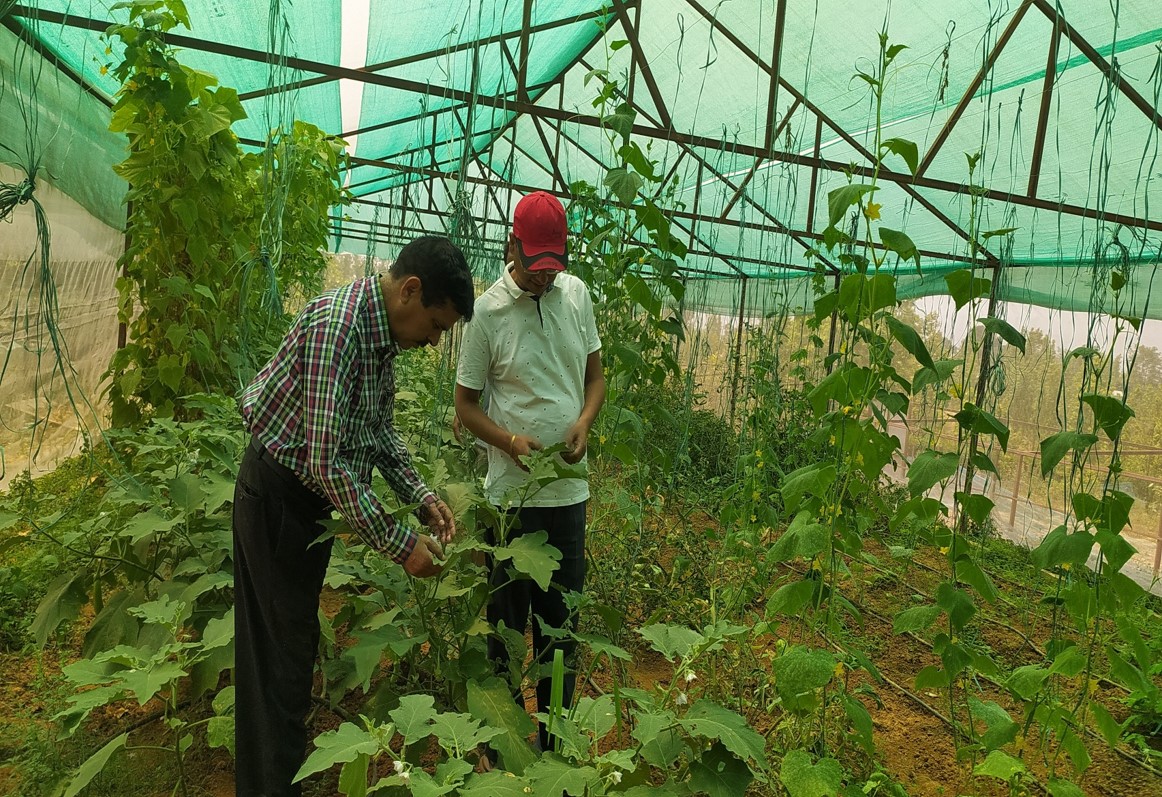 प्लाष्टिक घरमा तरकारी खेती अनुगमन