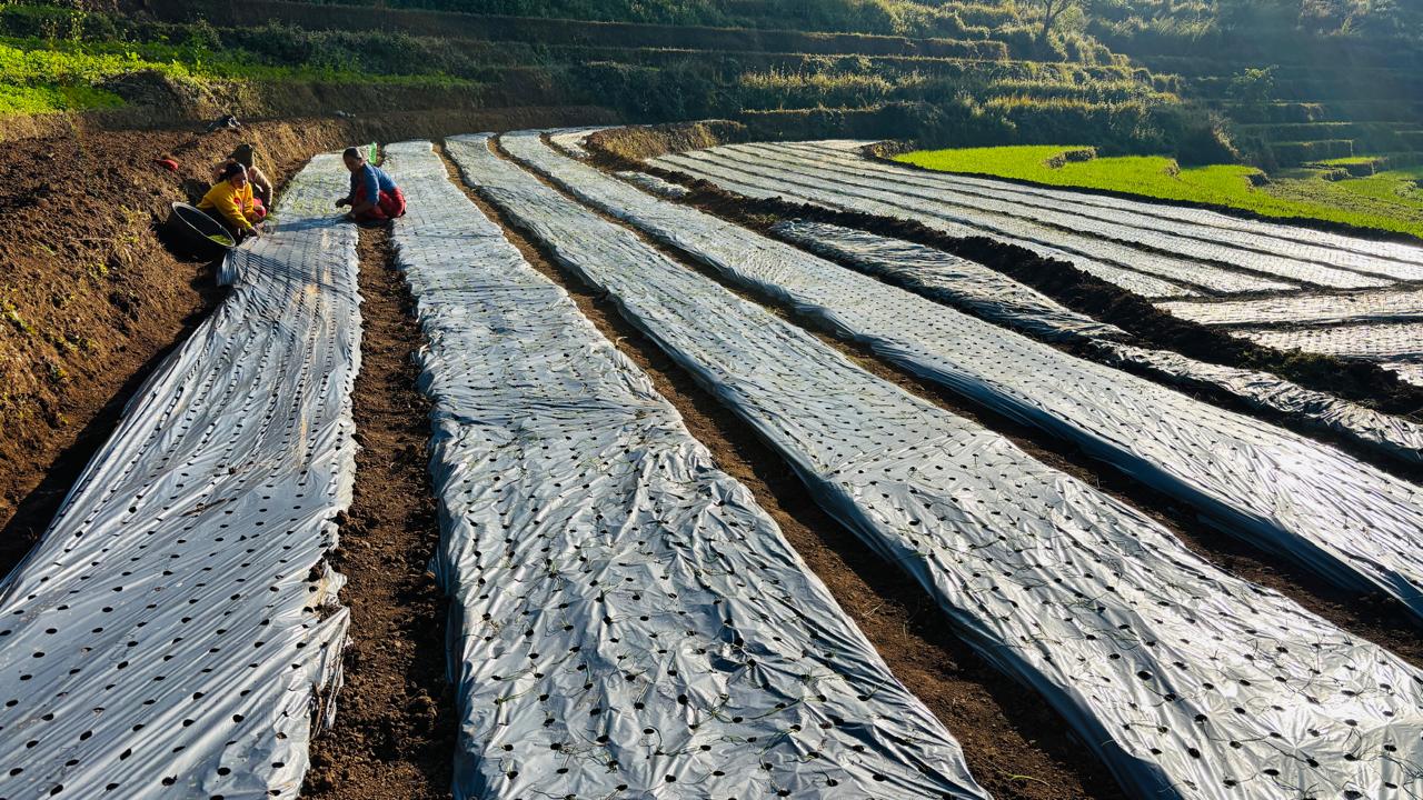 प्याज प्रवर्द्धन कार्यक्रम २०८२/८३, पञ्चपुरी न.पा., सुर्खेत