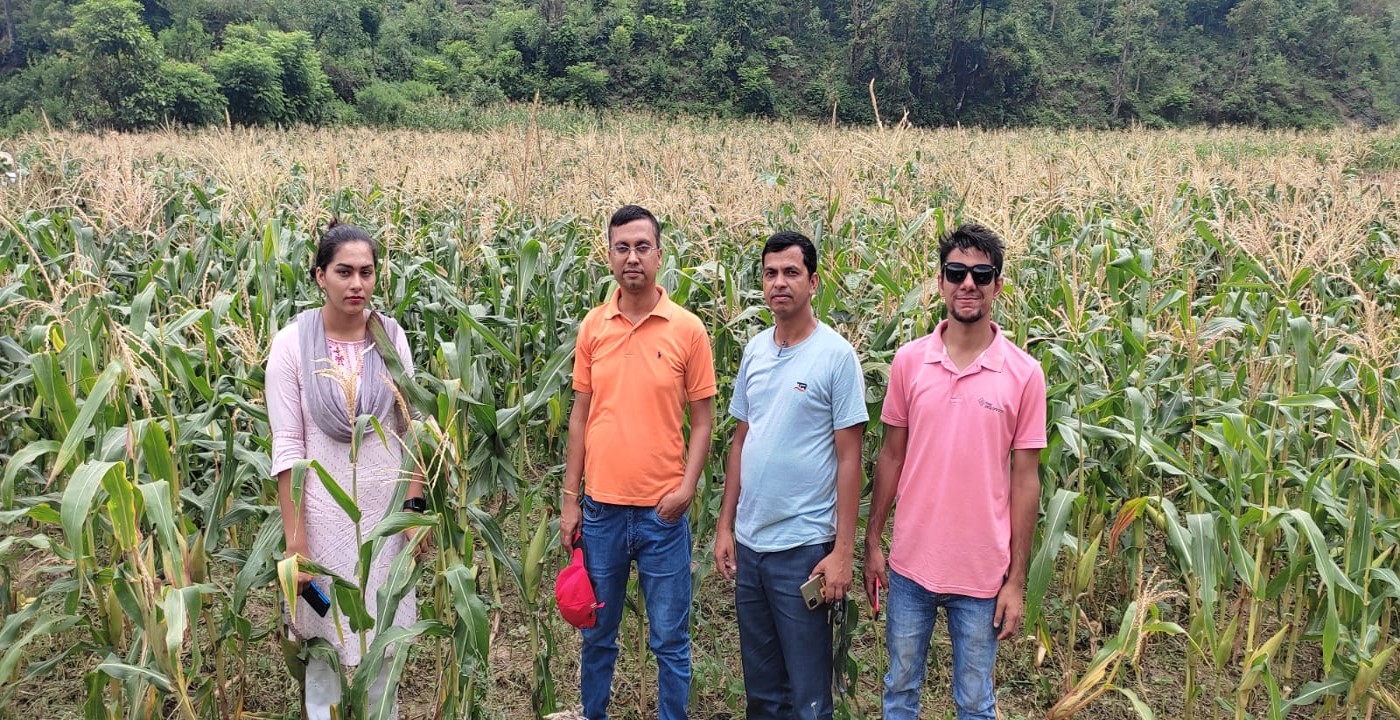 बसन्ते मकै क्षेत्र विस्तार