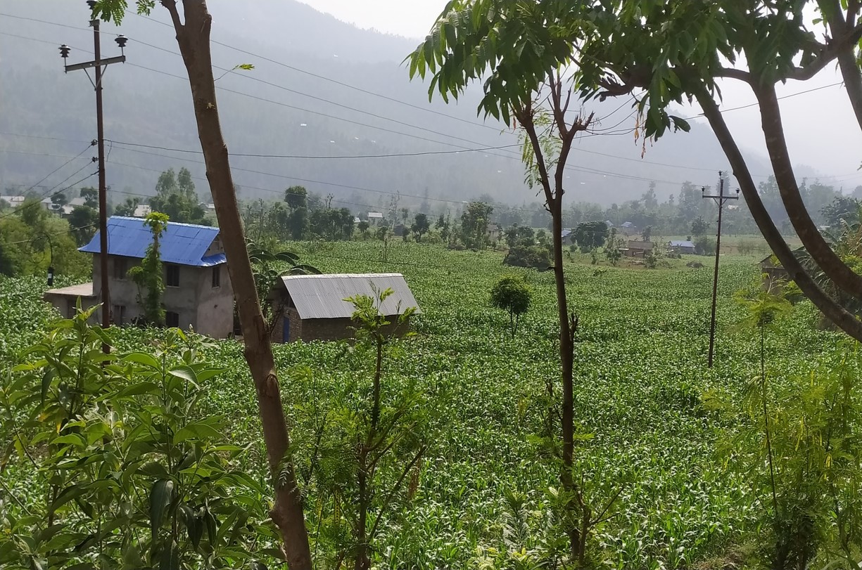 बसन्ते मकै क्षेत्र