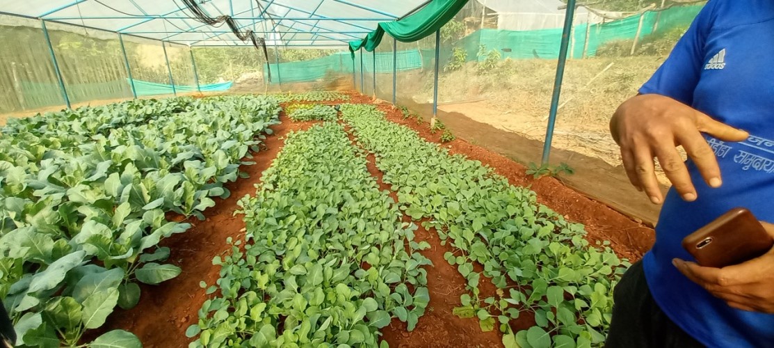 नर्सरी सहयोग